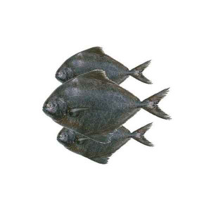 FRESH BLACK POMFRET FISH - 1KG (APPROX) 