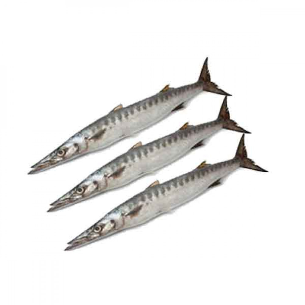 Fresh Barracuda Fish - 1Kg (Approx) 
