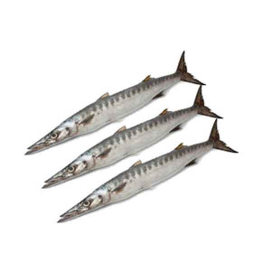FRESH BARRACUDA FISH - 1KG (APPROX) 