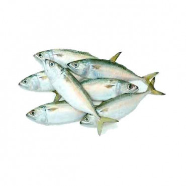 Fresh Mackerel Fish Big - 1Kg (Approx) 