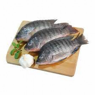 TILAPIA FISH SMALL FRESH