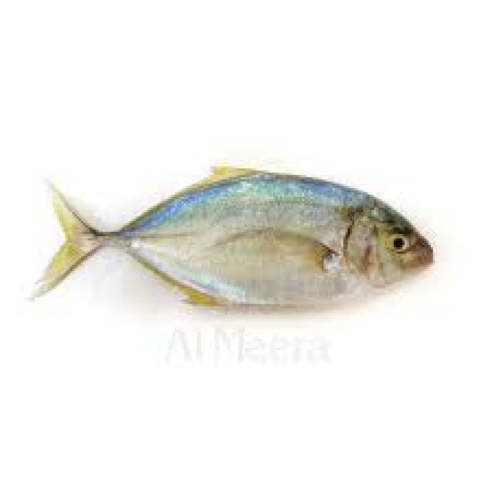 RABIB FISH MEDIUM KG