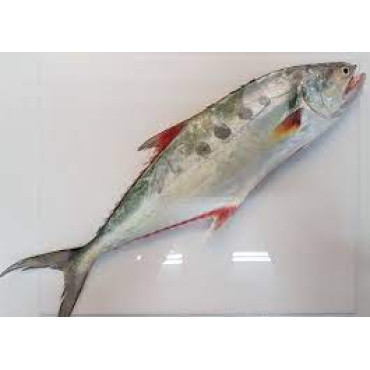 PALAMEEN KUWAIT 1 KGS